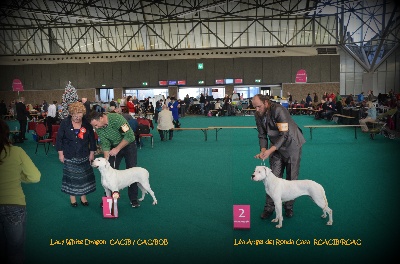 Angel del Ronda Casa - WINNERS AMSTERDAM exposition canine