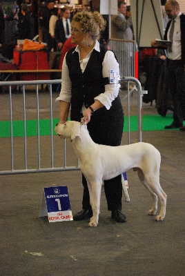 Angel del Ronda Casa - 47 eme EURODOGSHOW KORTRIJK