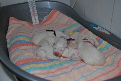 Angel del Ronda Casa - Naissance des chiots de Ulk et Diva ..