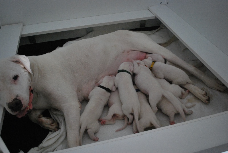 Angel del Ronda Casa - Dogo Argentino - Portée née le 23/08/2012