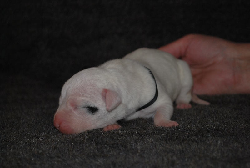 Angel del Ronda Casa - Dogo Argentino - Portée née le 16/04/2012