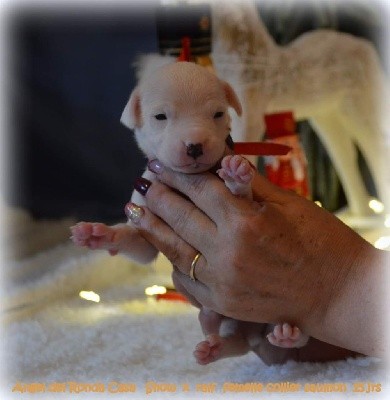 CHIOT