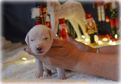 CHIOT
