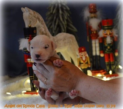 CHIOT