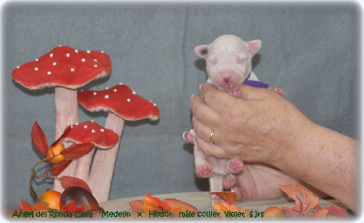 CHIOT
