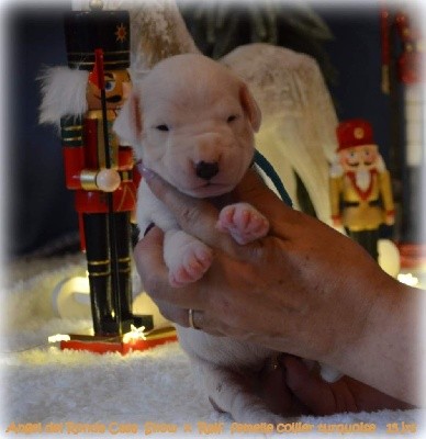 CHIOT