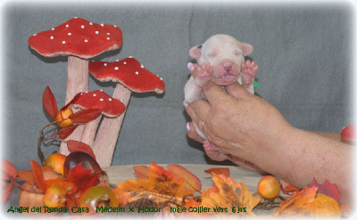 CHIOT