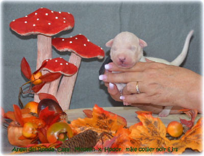 CHIOT