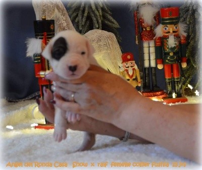 CHIOT