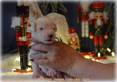 CHIOT