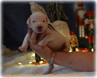 CHIOT
