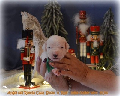 CHIOT