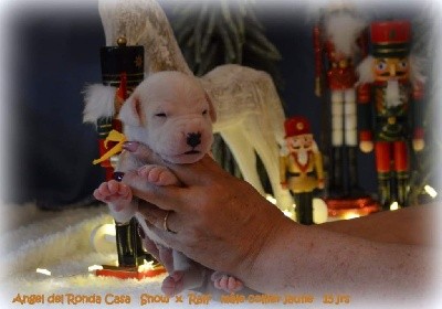 CHIOT