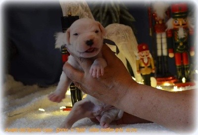 CHIOT