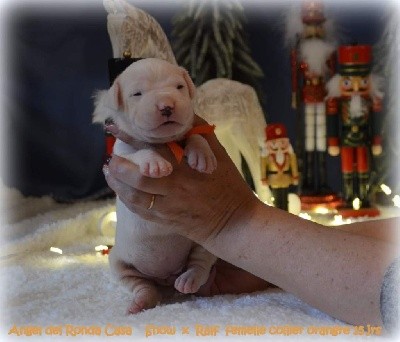CHIOT