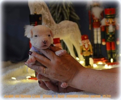 CHIOT