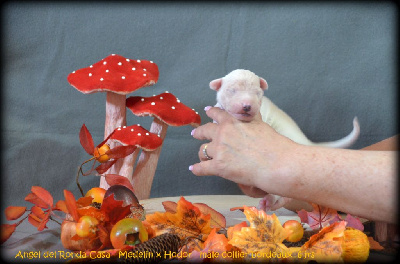 CHIOT