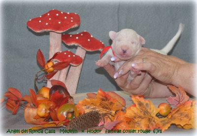 CHIOT